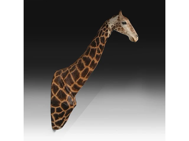 A fine giraffe (giraffa camelopardalis) shoulder mount, taxidermy trophy, h 308 cm - w 60 cm - d 190 cm - total weight 71kg - afbeelding 2 van  7