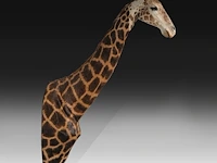 A fine giraffe (giraffa camelopardalis) shoulder mount, taxidermy trophy, h 308 cm - w 60 cm - d 190 cm - total weight 71kg - afbeelding 2 van  7