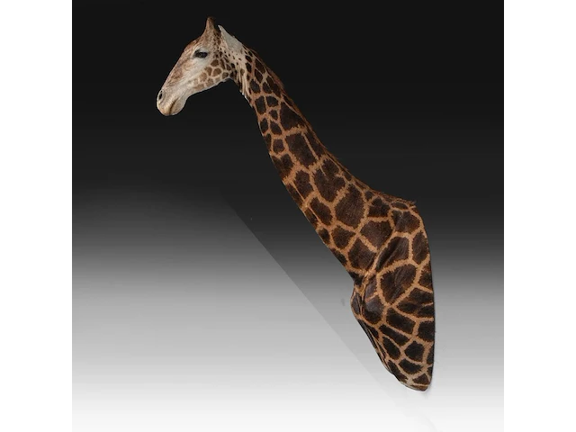 A fine giraffe (giraffa camelopardalis) shoulder mount, taxidermy trophy, h 308 cm - w 60 cm - d 190 cm - total weight 71kg - afbeelding 3 van  7