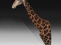 A fine giraffe (giraffa camelopardalis) shoulder mount, taxidermy trophy, h 308 cm - w 60 cm - d 190 cm - total weight 71kg - afbeelding 3 van  7