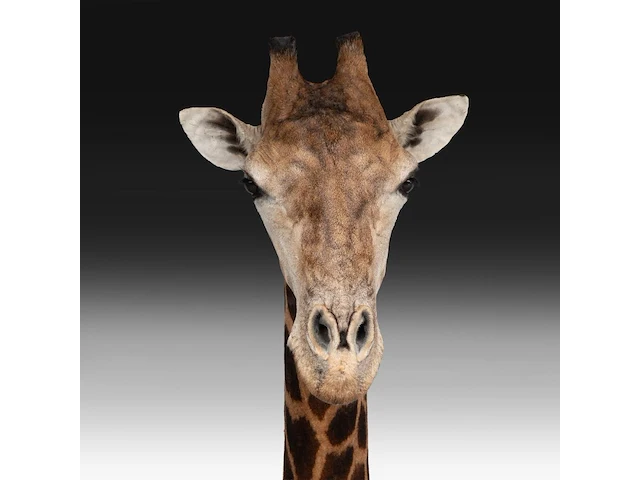 A fine giraffe (giraffa camelopardalis) shoulder mount, taxidermy trophy, h 308 cm - w 60 cm - d 190 cm - total weight 71kg - afbeelding 4 van  7
