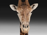 A fine giraffe (giraffa camelopardalis) shoulder mount, taxidermy trophy, h 308 cm - w 60 cm - d 190 cm - total weight 71kg - afbeelding 4 van  7