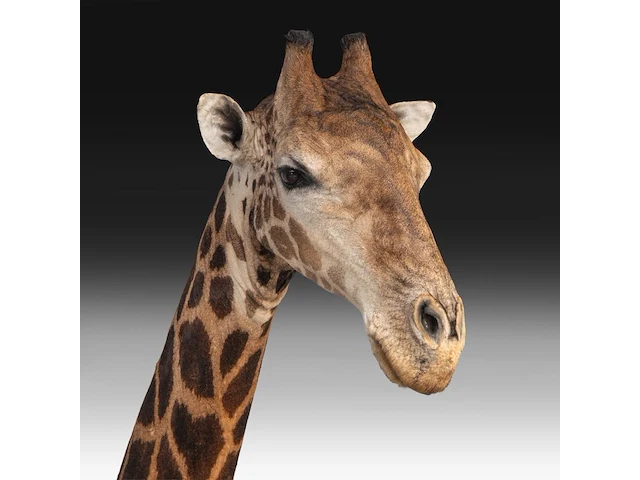 A fine giraffe (giraffa camelopardalis) shoulder mount, taxidermy trophy, h 308 cm - w 60 cm - d 190 cm - total weight 71kg - afbeelding 5 van  7