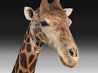 A fine giraffe (giraffa camelopardalis) shoulder mount, taxidermy trophy, h 308 cm - w 60 cm - d 190 cm - total weight 71kg - afbeelding 5 van  7