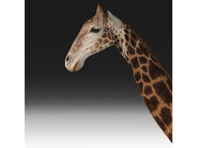 A fine giraffe (giraffa camelopardalis) shoulder mount, taxidermy trophy, h 308 cm - w 60 cm - d 190 cm - total weight 71kg - afbeelding 6 van  7