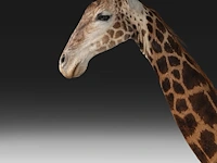 A fine giraffe (giraffa camelopardalis) shoulder mount, taxidermy trophy, h 308 cm - w 60 cm - d 190 cm - total weight 71kg - afbeelding 6 van  7
