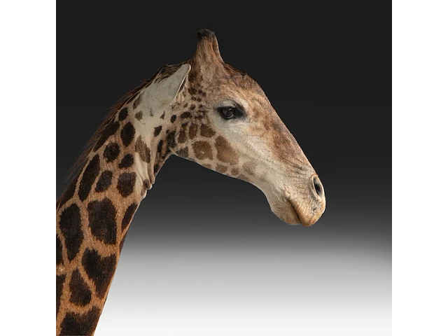 A fine giraffe (giraffa camelopardalis) shoulder mount, taxidermy trophy, h 308 cm - w 60 cm - d 190 cm - total weight 71kg - afbeelding 7 van  7