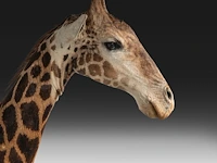 A fine giraffe (giraffa camelopardalis) shoulder mount, taxidermy trophy, h 308 cm - w 60 cm - d 190 cm - total weight 71kg - afbeelding 7 van  7