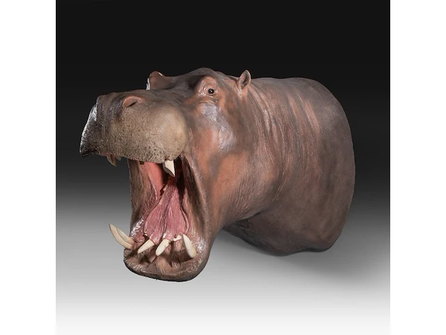 A fine hippo (hippopotamus amphibius) shoulder mount, taxidermy trophy, h 80 cm - w 85 cm - d 140 cm - weight 57,6kg, added; a taxidermy hippo tail, mounted on a brass plate, h 30 cm - weight 1kg - afbeelding 1 van  4