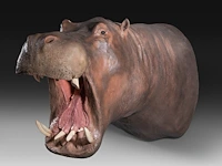 A fine hippo (hippopotamus amphibius) shoulder mount, taxidermy trophy, h 80 cm - w 85 cm - d 140 cm - weight 57,6kg, added; a taxidermy hippo tail, mounted on a brass plate, h 30 cm - weight 1kg