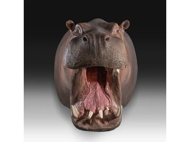 A fine hippo (hippopotamus amphibius) shoulder mount, taxidermy trophy, h 80 cm - w 85 cm - d 140 cm - weight 57,6kg, added; a taxidermy hippo tail, mounted on a brass plate, h 30 cm - weight 1kg - afbeelding 2 van  4