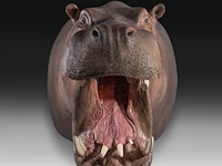 A fine hippo (hippopotamus amphibius) shoulder mount, taxidermy trophy, h 80 cm - w 85 cm - d 140 cm - weight 57,6kg, added; a taxidermy hippo tail, mounted on a brass plate, h 30 cm - weight 1kg - afbeelding 2 van  4
