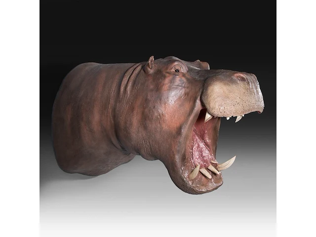 A fine hippo (hippopotamus amphibius) shoulder mount, taxidermy trophy, h 80 cm - w 85 cm - d 140 cm - weight 57,6kg, added; a taxidermy hippo tail, mounted on a brass plate, h 30 cm - weight 1kg - afbeelding 3 van  4