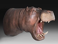 A fine hippo (hippopotamus amphibius) shoulder mount, taxidermy trophy, h 80 cm - w 85 cm - d 140 cm - weight 57,6kg, added; a taxidermy hippo tail, mounted on a brass plate, h 30 cm - weight 1kg - afbeelding 3 van  4
