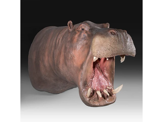 A fine hippo (hippopotamus amphibius) shoulder mount, taxidermy trophy, h 80 cm - w 85 cm - d 140 cm - weight 57,6kg, added; a taxidermy hippo tail, mounted on a brass plate, h 30 cm - weight 1kg - afbeelding 4 van  4