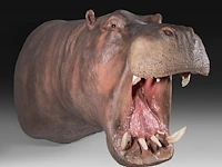 A fine hippo (hippopotamus amphibius) shoulder mount, taxidermy trophy, h 80 cm - w 85 cm - d 140 cm - weight 57,6kg, added; a taxidermy hippo tail, mounted on a brass plate, h 30 cm - weight 1kg - afbeelding 4 van  4