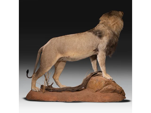 A fine lion (panthera leo) full mount, taxidermy trophy, h 171 cm - w 75 cm - d 200 cm - total weight 77kg - afbeelding 2 van  15