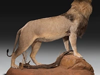 A fine lion (panthera leo) full mount, taxidermy trophy, h 171 cm - w 75 cm - d 200 cm - total weight 77kg - afbeelding 2 van  15