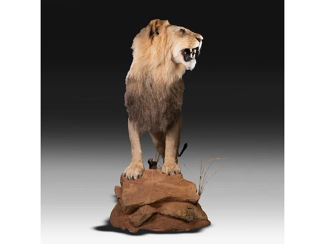 A fine lion (panthera leo) full mount, taxidermy trophy, h 171 cm - w 75 cm - d 200 cm - total weight 77kg - afbeelding 3 van  15