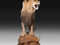 A fine lion (panthera leo) full mount, taxidermy trophy, h 171 cm - w 75 cm - d 200 cm - total weight 77kg - afbeelding 3 van  15
