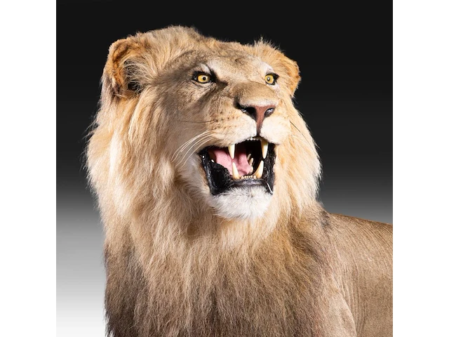 A fine lion (panthera leo) full mount, taxidermy trophy, h 171 cm - w 75 cm - d 200 cm - total weight 77kg - afbeelding 4 van  15