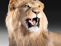 A fine lion (panthera leo) full mount, taxidermy trophy, h 171 cm - w 75 cm - d 200 cm - total weight 77kg - afbeelding 4 van  15