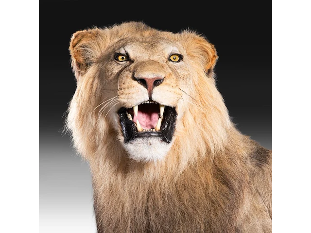 A fine lion (panthera leo) full mount, taxidermy trophy, h 171 cm - w 75 cm - d 200 cm - total weight 77kg - afbeelding 5 van  15