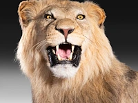 A fine lion (panthera leo) full mount, taxidermy trophy, h 171 cm - w 75 cm - d 200 cm - total weight 77kg - afbeelding 5 van  15