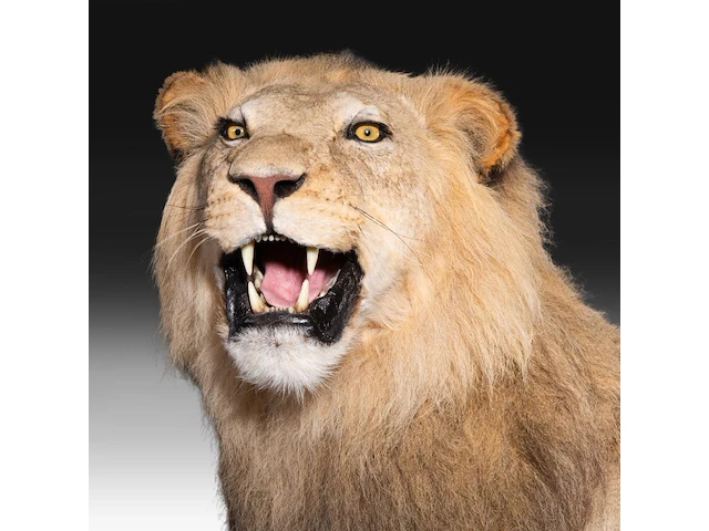 A fine lion (panthera leo) full mount, taxidermy trophy, h 171 cm - w 75 cm - d 200 cm - total weight 77kg - afbeelding 6 van  15