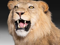 A fine lion (panthera leo) full mount, taxidermy trophy, h 171 cm - w 75 cm - d 200 cm - total weight 77kg - afbeelding 6 van  15