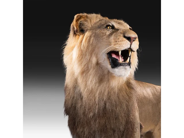 A fine lion (panthera leo) full mount, taxidermy trophy, h 171 cm - w 75 cm - d 200 cm - total weight 77kg - afbeelding 7 van  15