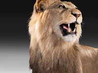 A fine lion (panthera leo) full mount, taxidermy trophy, h 171 cm - w 75 cm - d 200 cm - total weight 77kg - afbeelding 7 van  15