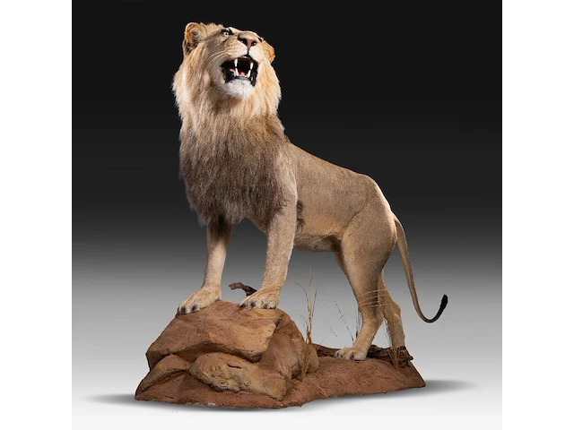 A fine lion (panthera leo) full mount, taxidermy trophy, h 171 cm - w 75 cm - d 200 cm - total weight 77kg - afbeelding 1 van  15