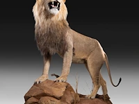 A fine lion (panthera leo) full mount, taxidermy trophy, h 171 cm - w 75 cm - d 200 cm - total weight 77kg