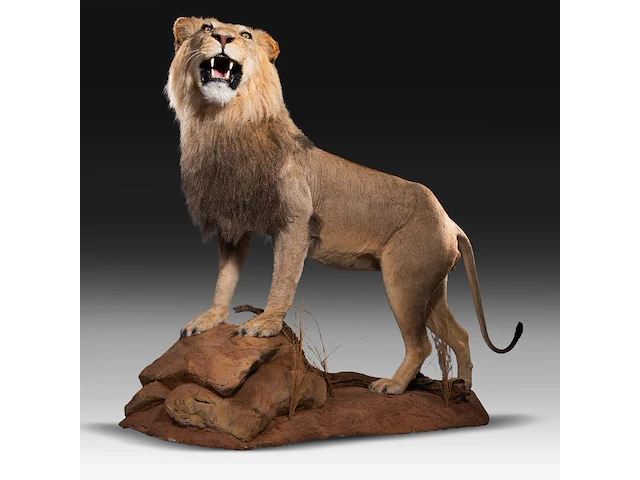 A fine lion (panthera leo) full mount, taxidermy trophy, h 171 cm - w 75 cm - d 200 cm - total weight 77kg - afbeelding 8 van  15