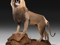 A fine lion (panthera leo) full mount, taxidermy trophy, h 171 cm - w 75 cm - d 200 cm - total weight 77kg - afbeelding 8 van  15