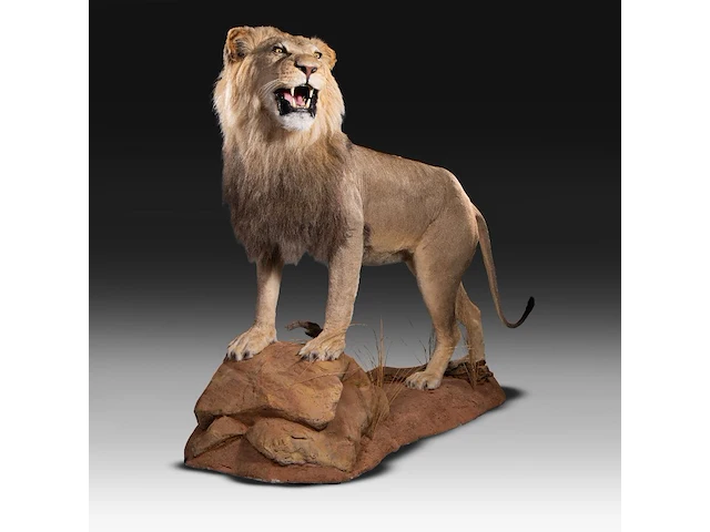 A fine lion (panthera leo) full mount, taxidermy trophy, h 171 cm - w 75 cm - d 200 cm - total weight 77kg - afbeelding 9 van  15