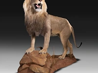 A fine lion (panthera leo) full mount, taxidermy trophy, h 171 cm - w 75 cm - d 200 cm - total weight 77kg - afbeelding 9 van  15