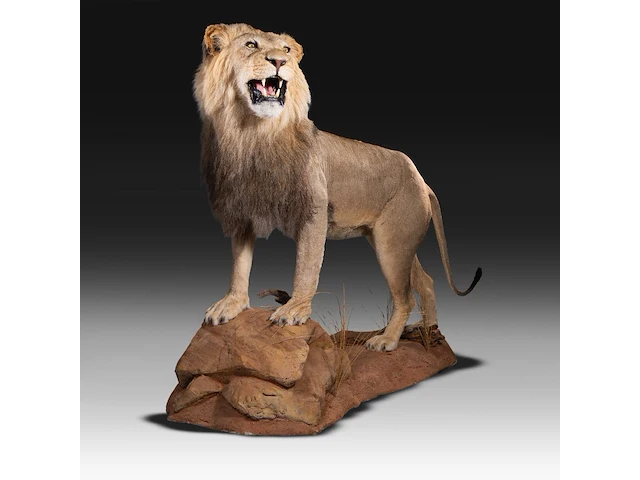 A fine lion (panthera leo) full mount, taxidermy trophy, h 171 cm - w 75 cm - d 200 cm - total weight 77kg - afbeelding 10 van  15
