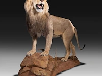 A fine lion (panthera leo) full mount, taxidermy trophy, h 171 cm - w 75 cm - d 200 cm - total weight 77kg - afbeelding 10 van  15