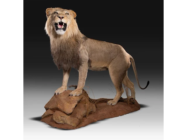 A fine lion (panthera leo) full mount, taxidermy trophy, h 171 cm - w 75 cm - d 200 cm - total weight 77kg - afbeelding 11 van  15