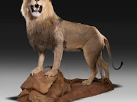 A fine lion (panthera leo) full mount, taxidermy trophy, h 171 cm - w 75 cm - d 200 cm - total weight 77kg - afbeelding 11 van  15
