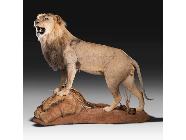A fine lion (panthera leo) full mount, taxidermy trophy, h 171 cm - w 75 cm - d 200 cm - total weight 77kg - afbeelding 12 van  15