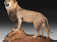 A fine lion (panthera leo) full mount, taxidermy trophy, h 171 cm - w 75 cm - d 200 cm - total weight 77kg - afbeelding 12 van  15