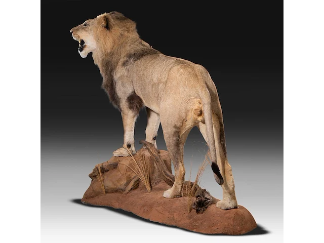 A fine lion (panthera leo) full mount, taxidermy trophy, h 171 cm - w 75 cm - d 200 cm - total weight 77kg - afbeelding 13 van  15