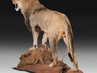 A fine lion (panthera leo) full mount, taxidermy trophy, h 171 cm - w 75 cm - d 200 cm - total weight 77kg - afbeelding 13 van  15