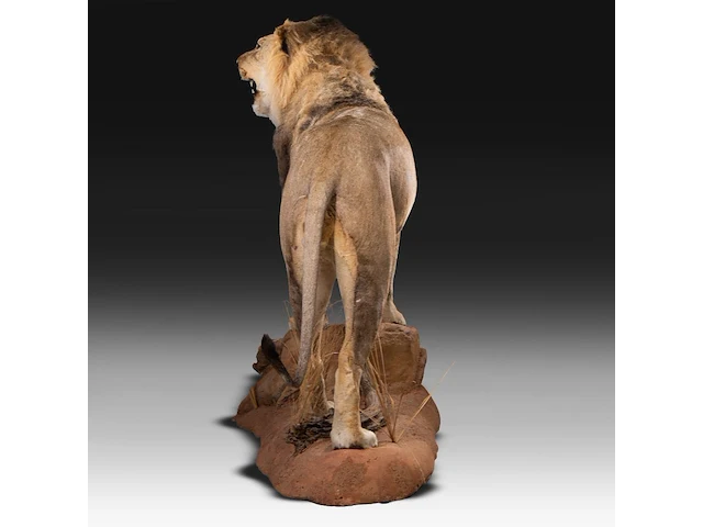 A fine lion (panthera leo) full mount, taxidermy trophy, h 171 cm - w 75 cm - d 200 cm - total weight 77kg - afbeelding 14 van  15
