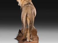 A fine lion (panthera leo) full mount, taxidermy trophy, h 171 cm - w 75 cm - d 200 cm - total weight 77kg - afbeelding 14 van  15