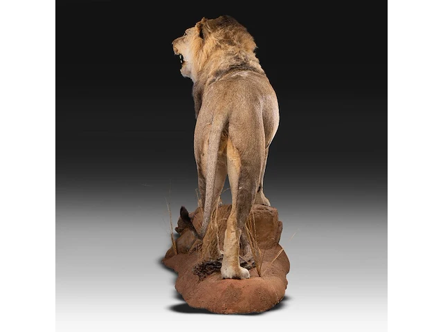 A fine lion (panthera leo) full mount, taxidermy trophy, h 171 cm - w 75 cm - d 200 cm - total weight 77kg - afbeelding 15 van  15