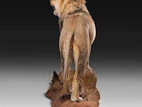 A fine lion (panthera leo) full mount, taxidermy trophy, h 171 cm - w 75 cm - d 200 cm - total weight 77kg - afbeelding 15 van  15